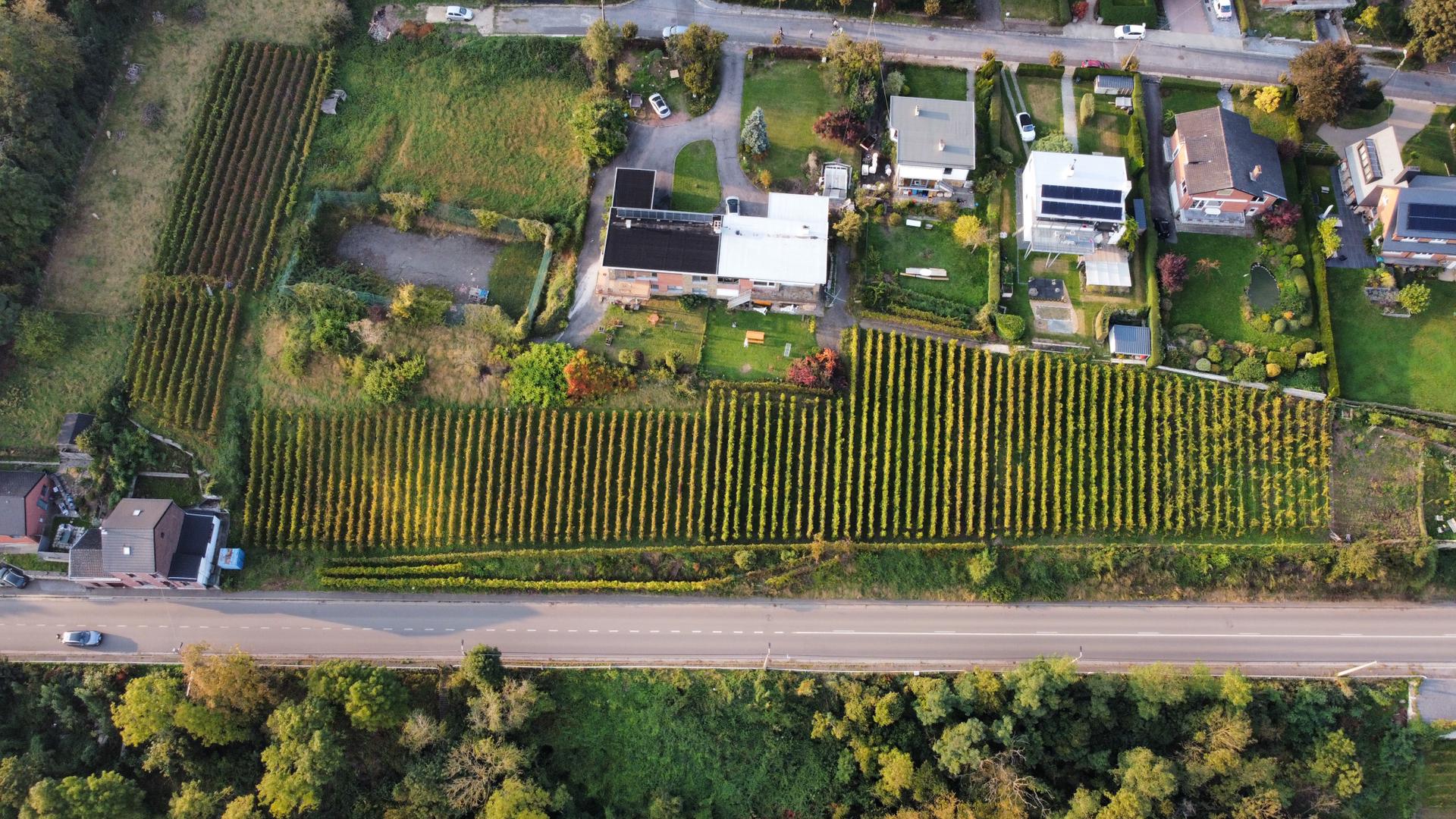Vignoble